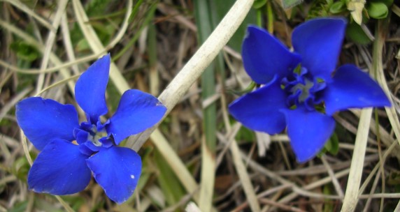 Gentiana verna e Gentiana bavarica